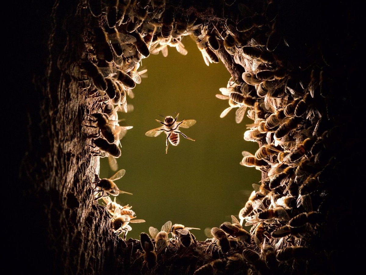 Geheimnisvolle Waldbewohner: Bienen